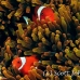 anemonefish_spinecheek_mid_h_0705_png1346.jpg